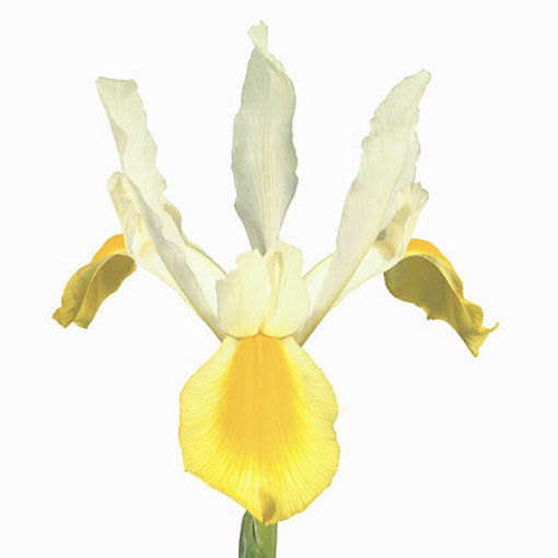 Picture of Iris Apollo