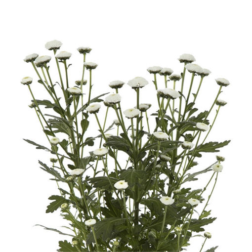 Picture of Chrysant. Santini Pizarro