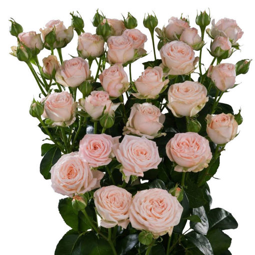 Picture of Rose Spray Bombastic