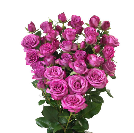 Picture of Rose Spray Fiction