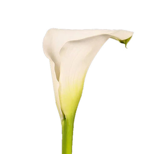 Picture of Calla Lilly Crystal Blush