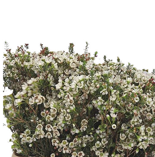 Picture of Wax Flower Liron
