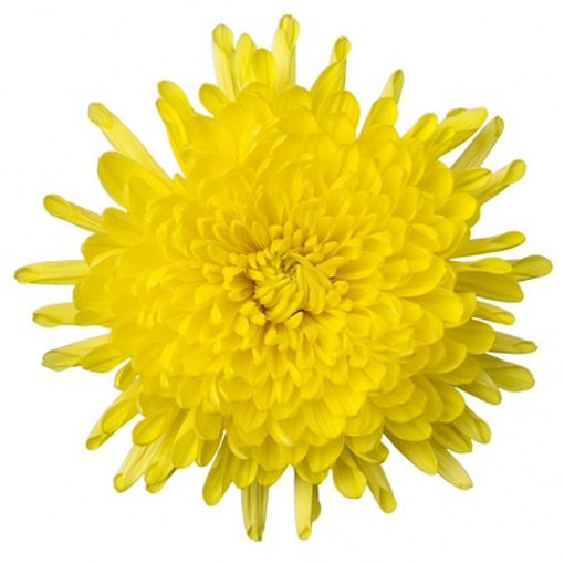 Picture of Chrysant. Disbud Pjotr