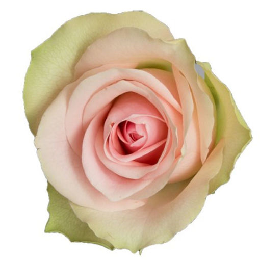 Picture of Rose Belle Rose