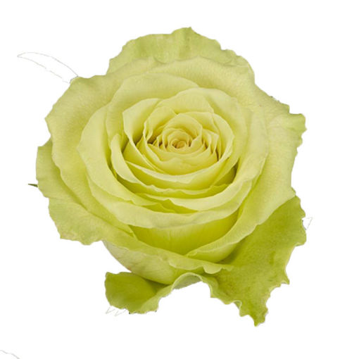 Picture of Rose Camouflage