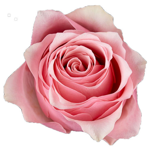 Picture of Rose Celeb