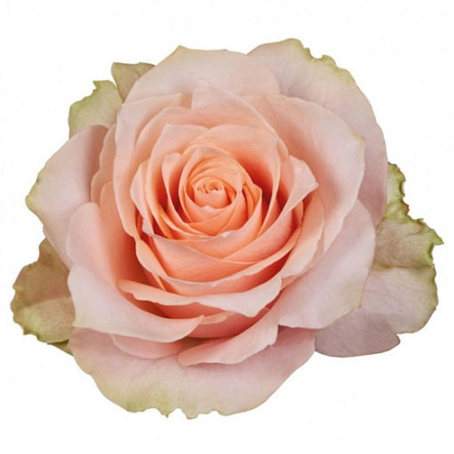 Picture of Rose Harmony Peach