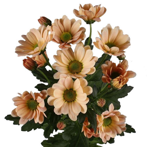 Picture of Chrysant. Santini Salmon