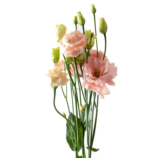 Picture of LIsianthus Sabrina Orange