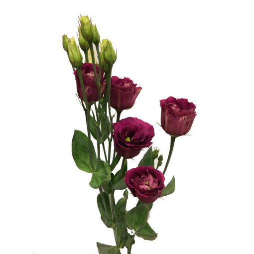 Arosa Cut Lisianthus | Suppliers Wholesale Flowers Direct