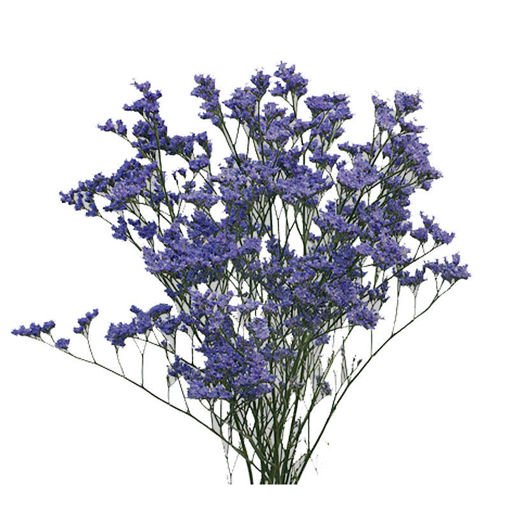 Picture of Limonium Maine Blue