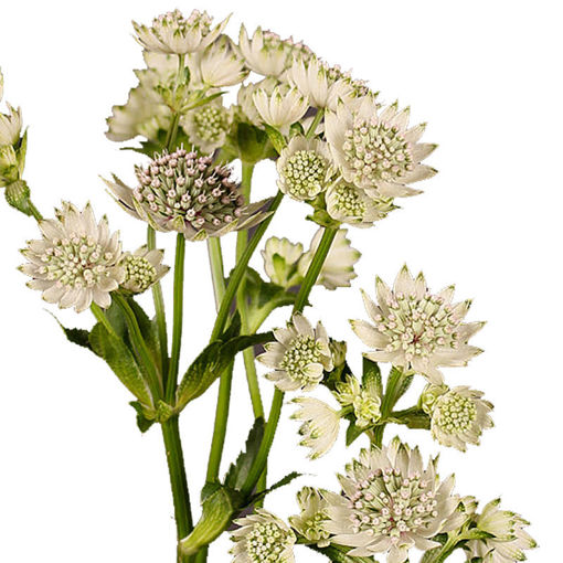 Picture of Astrantia Billion Stars