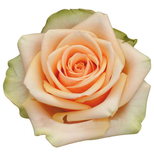 Rose Alchemy