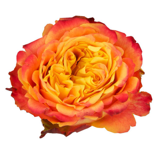Picture of Rose Garden Acapulco