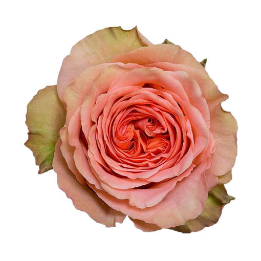 Picture of Rose Garden Barbarella