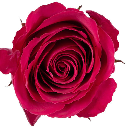 Picture of Rose Tacazzi