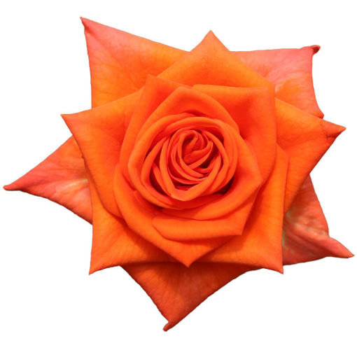 Picture of Rose Naranga