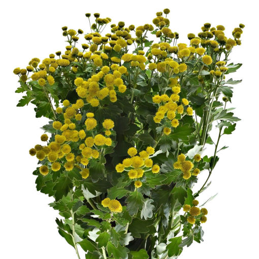 Picture of Ajania Pacific Yellowday