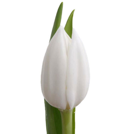Picture of Tulip Royal Virgin
