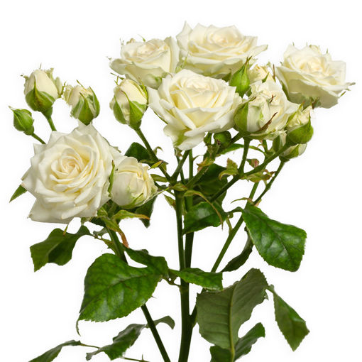 Picture of Rose Spray Josephine