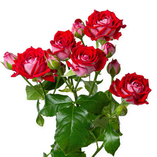 Picture of Rose Spray B-Bubbles