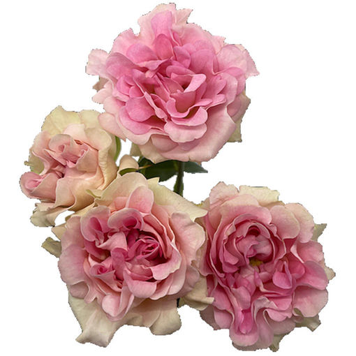 Picture of Rose Garden Spray Sweet Flow