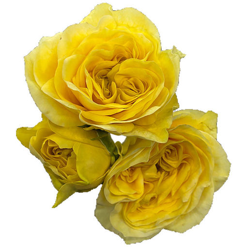 Picture of Rose Garden Spray Lemon Pompom