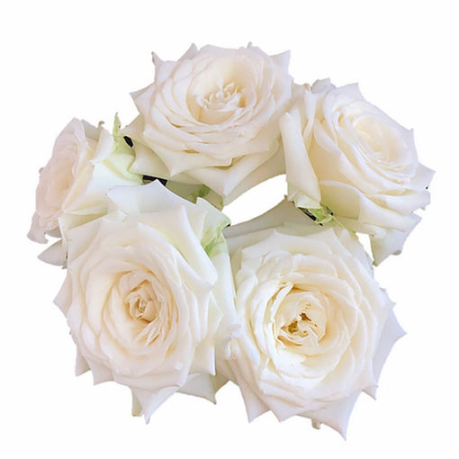 Picture of Rose Garden Spray Jeanine