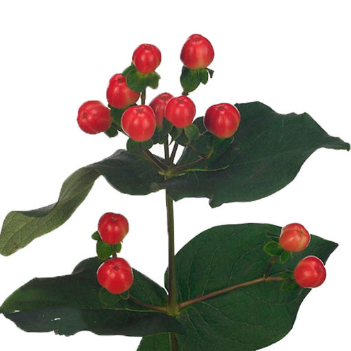 Picture of Hypericum Coco Tango