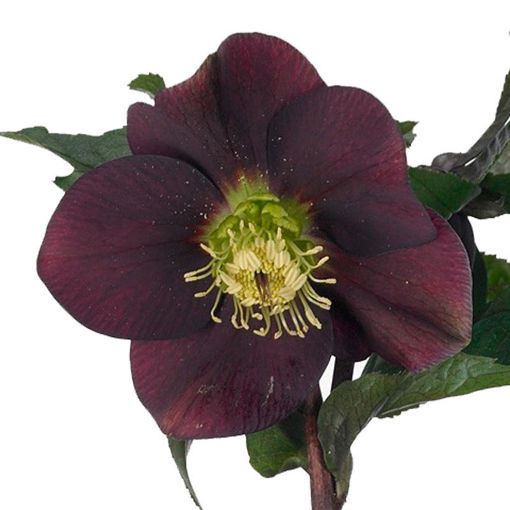 Picture of Helleborus Queens Red