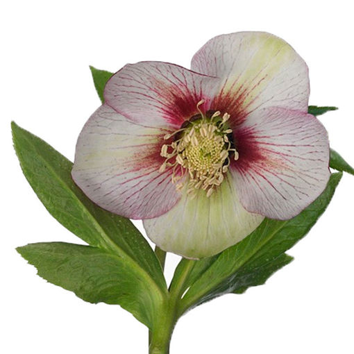 Picture of Helleborus Queens Picotee