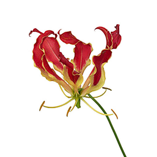 Picture of Gloriosa