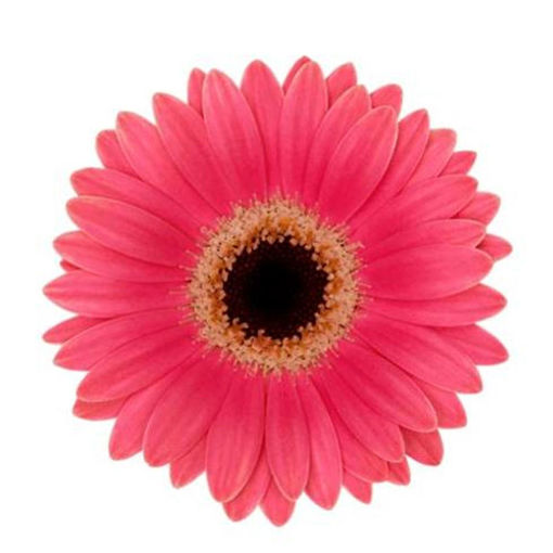 Picture of Germini Micro San Remo
