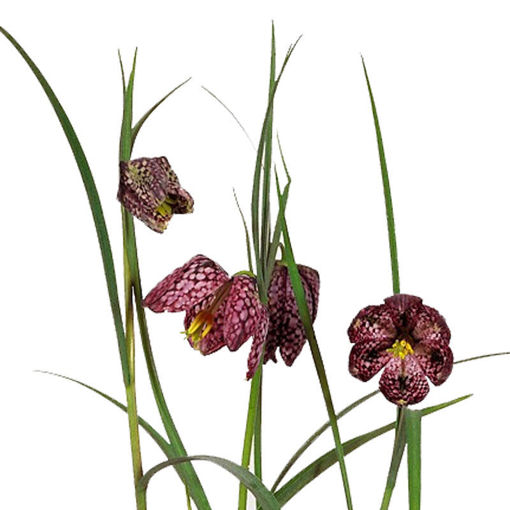 Picture of Fritillaria Meleagris