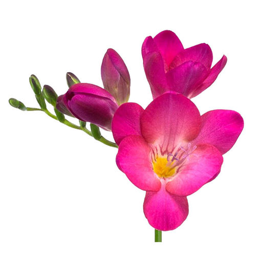 Picture of Freesia Pink Passion
