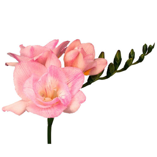Picture of Freesia Honeymoon