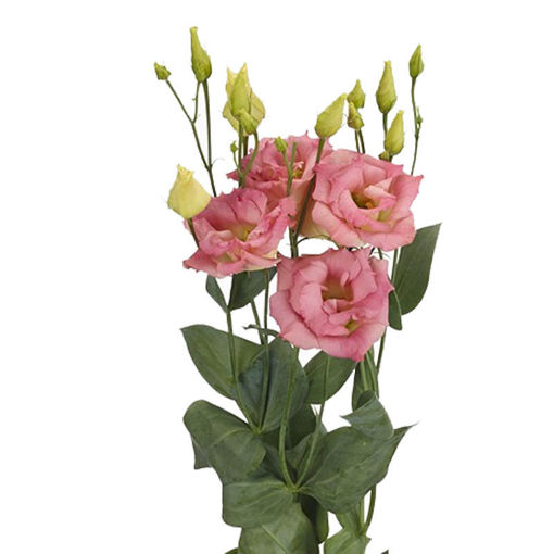 Picture of Lisianthus Megalo Light Champagne