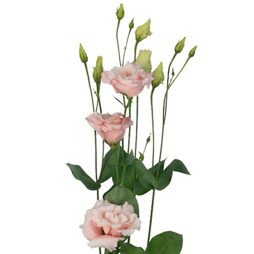 Picture of Lisianthus Correli Light Pink