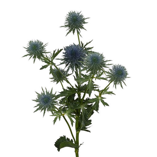 Picture of Eryngium Magnet