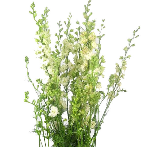 Picture of Delphinium Ajacis White