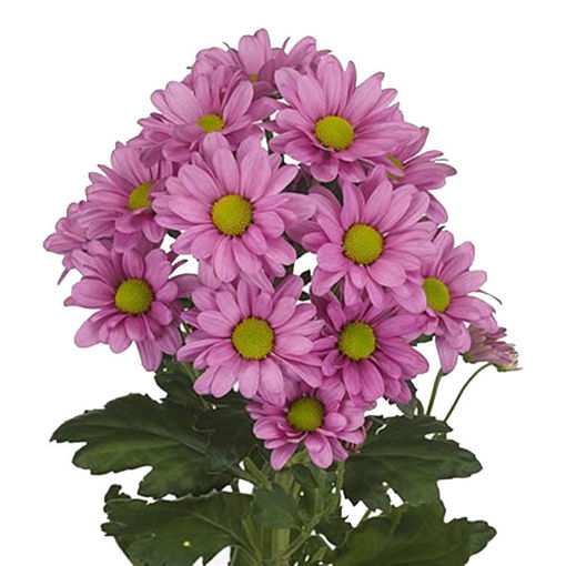 Picture of Chrysant. Spray Memphis Pink