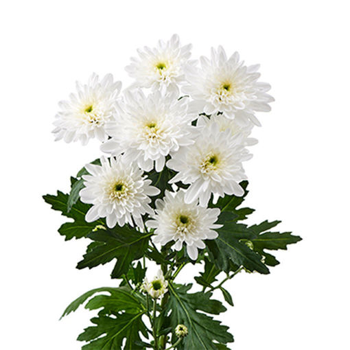 Picture of Chrysant. Spray Bonita