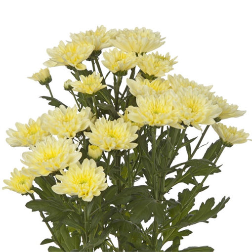 Picture of Chrysant. Spray Baltica Cream