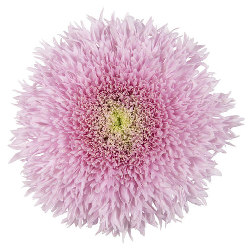 Picture of Chrysant. Disbud Etrusko