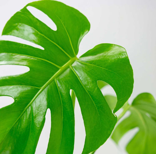 Picture of Monstera Deliciosa