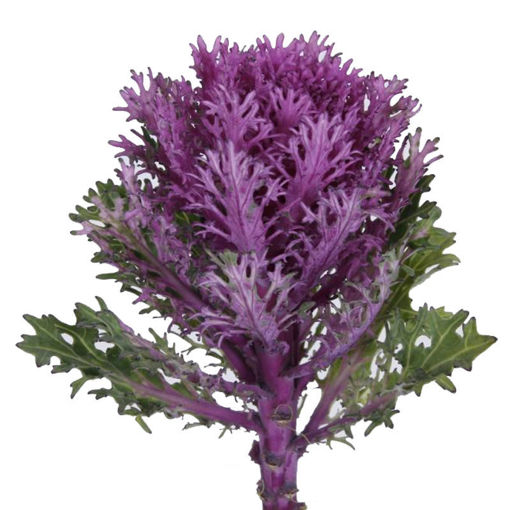 Picture of Brassica Crane Queen