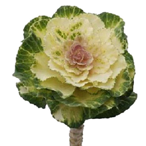 Picture of Brassica Crane White
