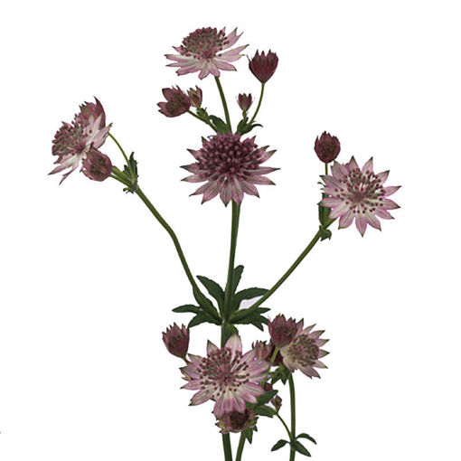 Picture of Astrantia Roma