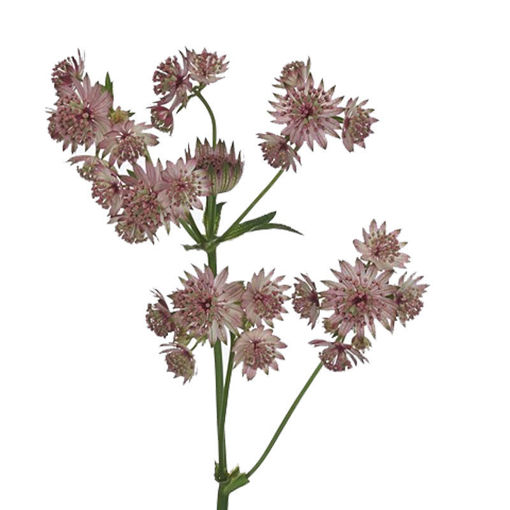 Picture of Astrantia Pretty Ballerina