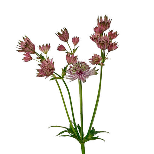 Picture of Astrantia Star of Africa